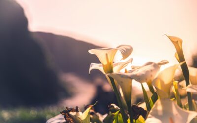 Why I Started My Holistic Living Blog | PurelyEsther