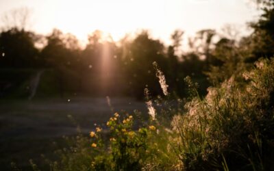 How I Naturally Rid Seasonal Allergies