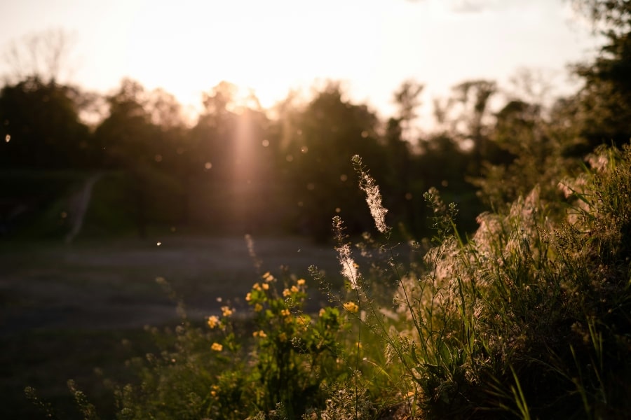 How I Naturally Rid Seasonal Allergies