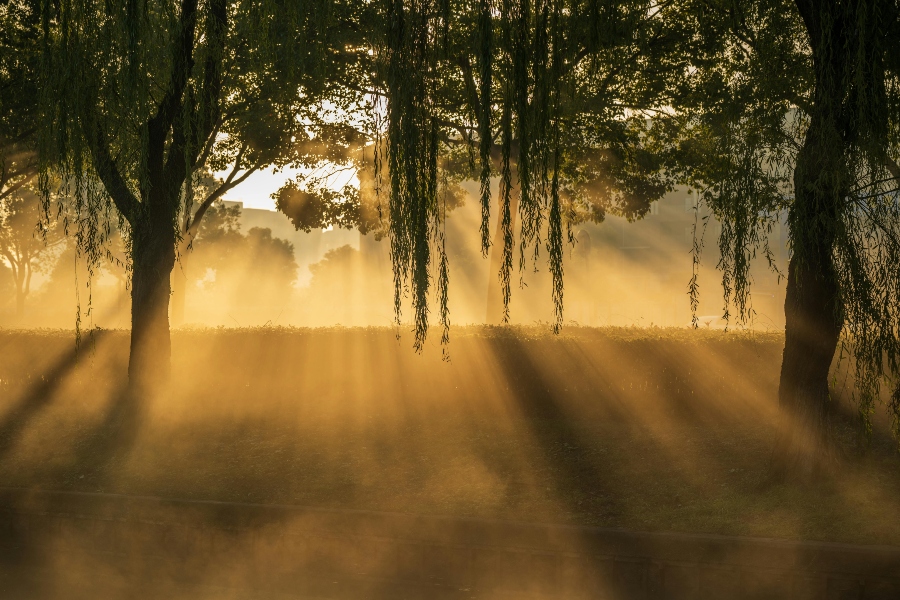 sun rays coming through willow trees