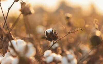 6 Reasons Why I Switched to Wearing Natural Fibers