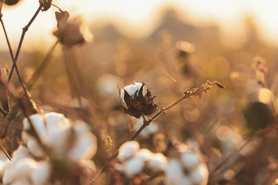 why i switched to wearing only natural fibers
