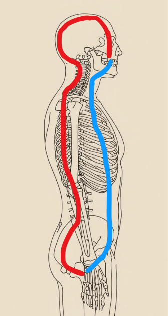 Meditation pathway of Microcosmic orbit
