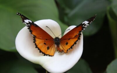 From Processed to Pure: My Path Toward Holistic Living